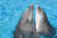 PIC BY AUGUSTO LEANDRO STANZANI / ARDEA / CATERS NEWS - (Pictured two bottlenose dolphins rubbing bellies) - From a loving look to an affectionate nuzzle, these are the charming images of cute creatures cosying up for Valentines Day. And as the heart-warming pictures show the animal kingdom can be just as romantic as us humans when it comes to celebrating the big day.