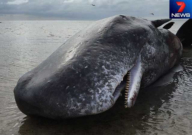 One of the sperm whales beached on the Yorke Peninsula overnight. Photo: Madeline Kuhndt.