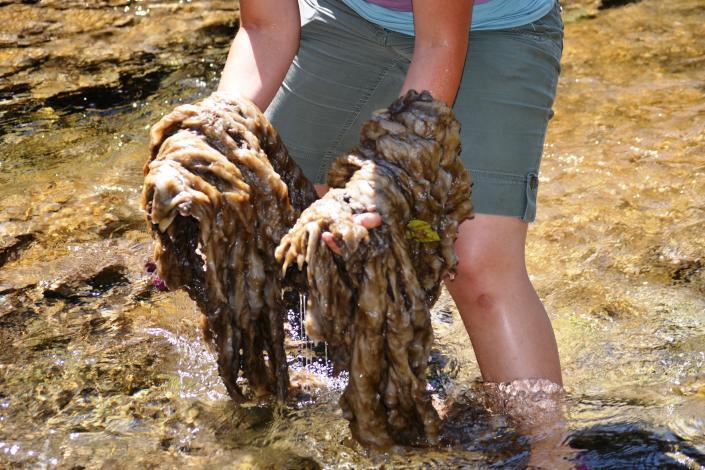 A person holds hands full of didymo alga, or rock snot, during a major bloom on the Duval River in Quebec, Canada in this 2013 photo.