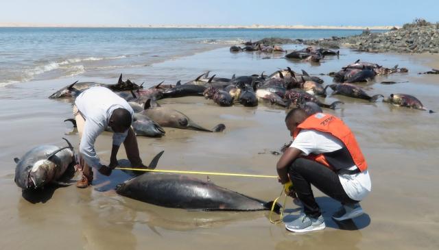 Five Dolphins Found Dead Along Delaware Beaches, News