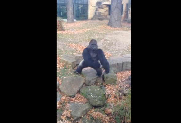 Zoo gorilla throws rock at tourists (video)