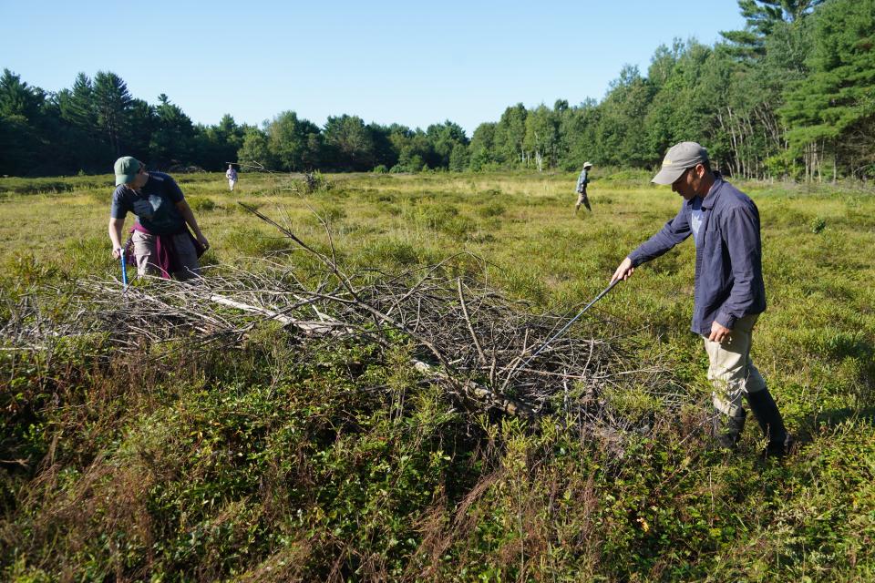 Wisconsin Department of Natural Resources staff conduct a survey for eastern massasauga rattlesnakes in a Jackson County field.