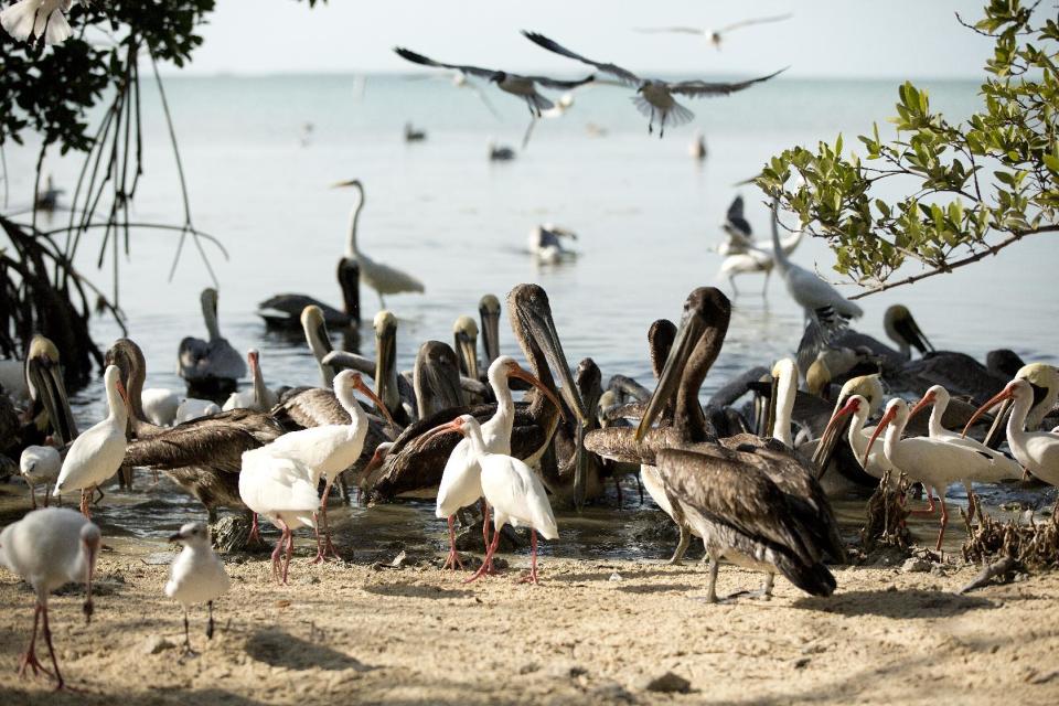 In this Feb. 12, 2013 photo, after touring the birds in cages at the Florida Keys Wild Bird Center near Key Largo, Fla., visitors can the birds roaming free on the beach. The bird sanctuary accepts donations but has free admission. (AP Photo/J Pat Carter)