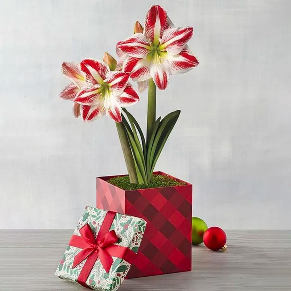 2) Candy Cane Amaryllis