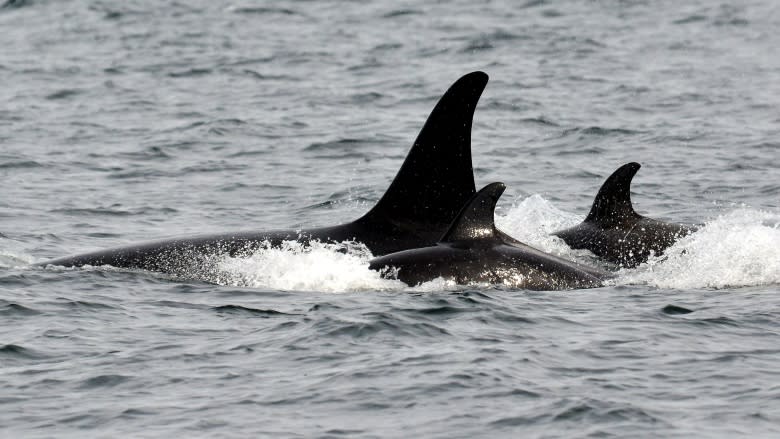 Orca calf raises hopes of baby boom in endangered population