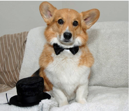 How a Corgi Presents Himself