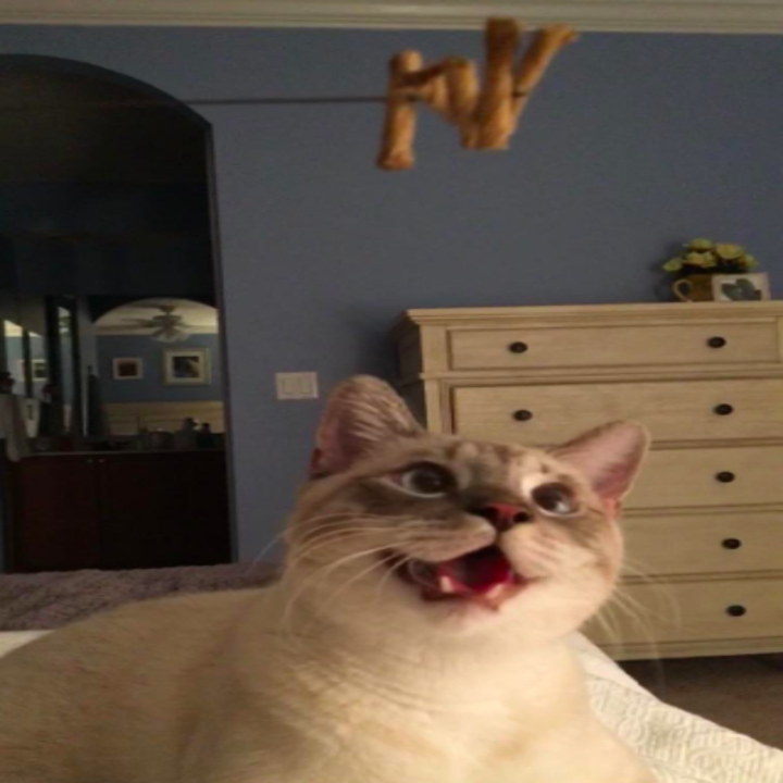 A kitty looking up at the toy, which is just some pieces of paper on the end of a wire, with a huge open mouthed smile