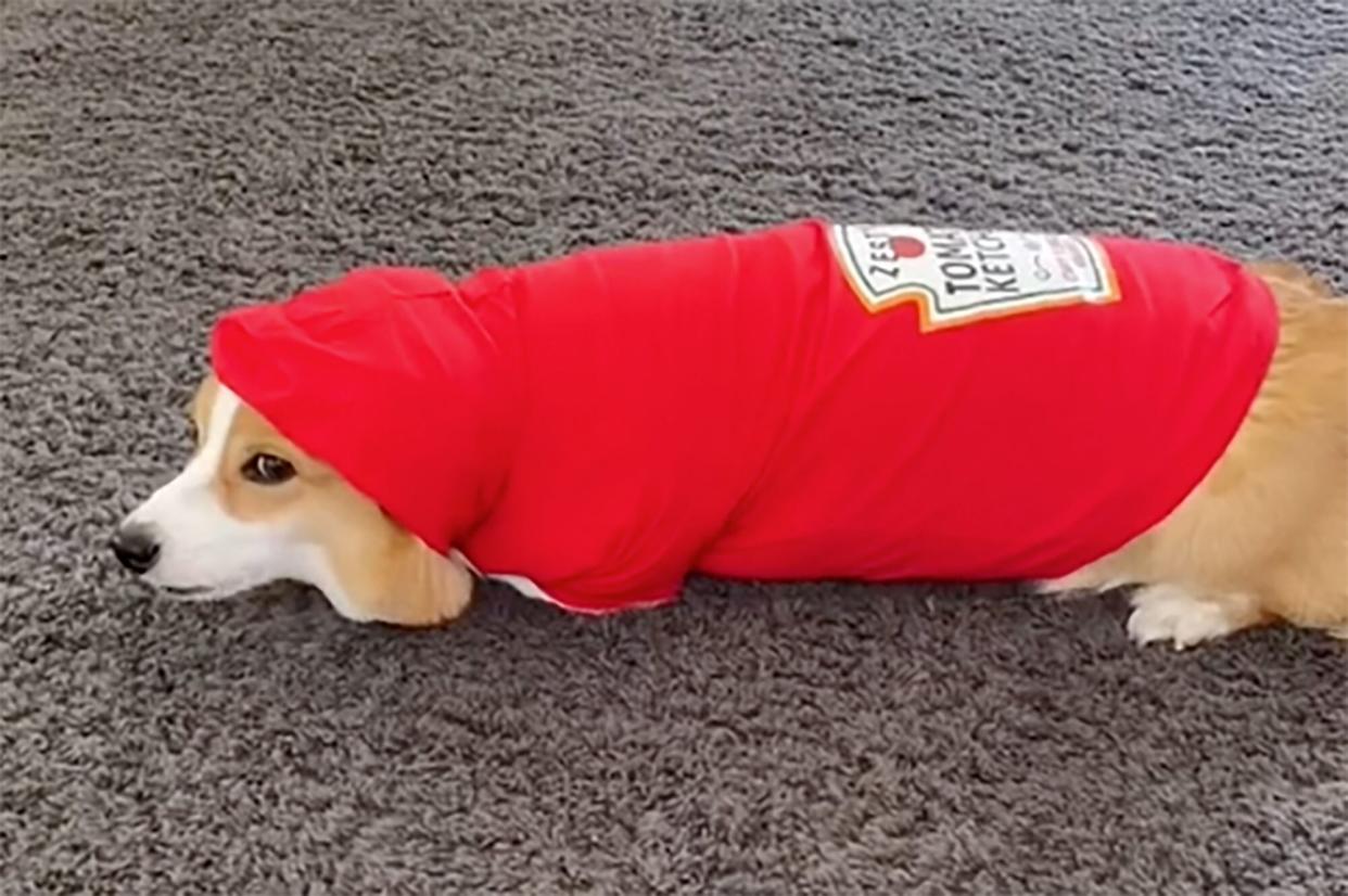 corgi dressed like a bottle of Ketchup