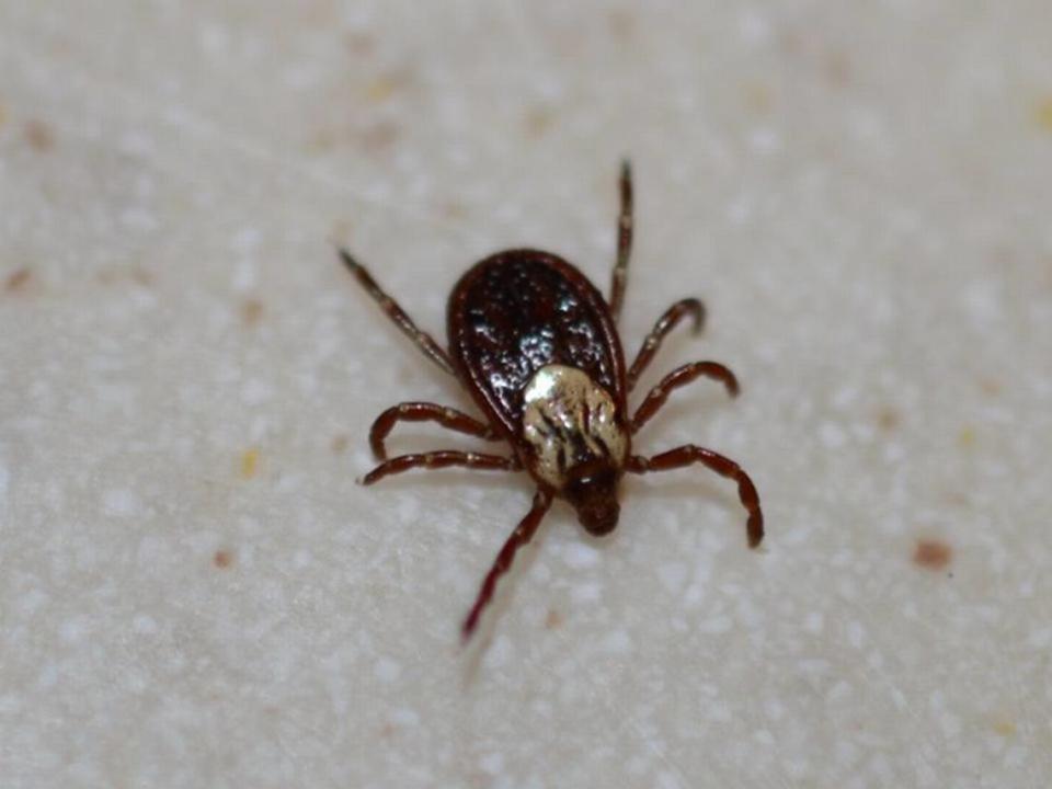 The American dog tick is one type of tick commonly found in Kansas. K-State Research and Extension/Courtesy Photo