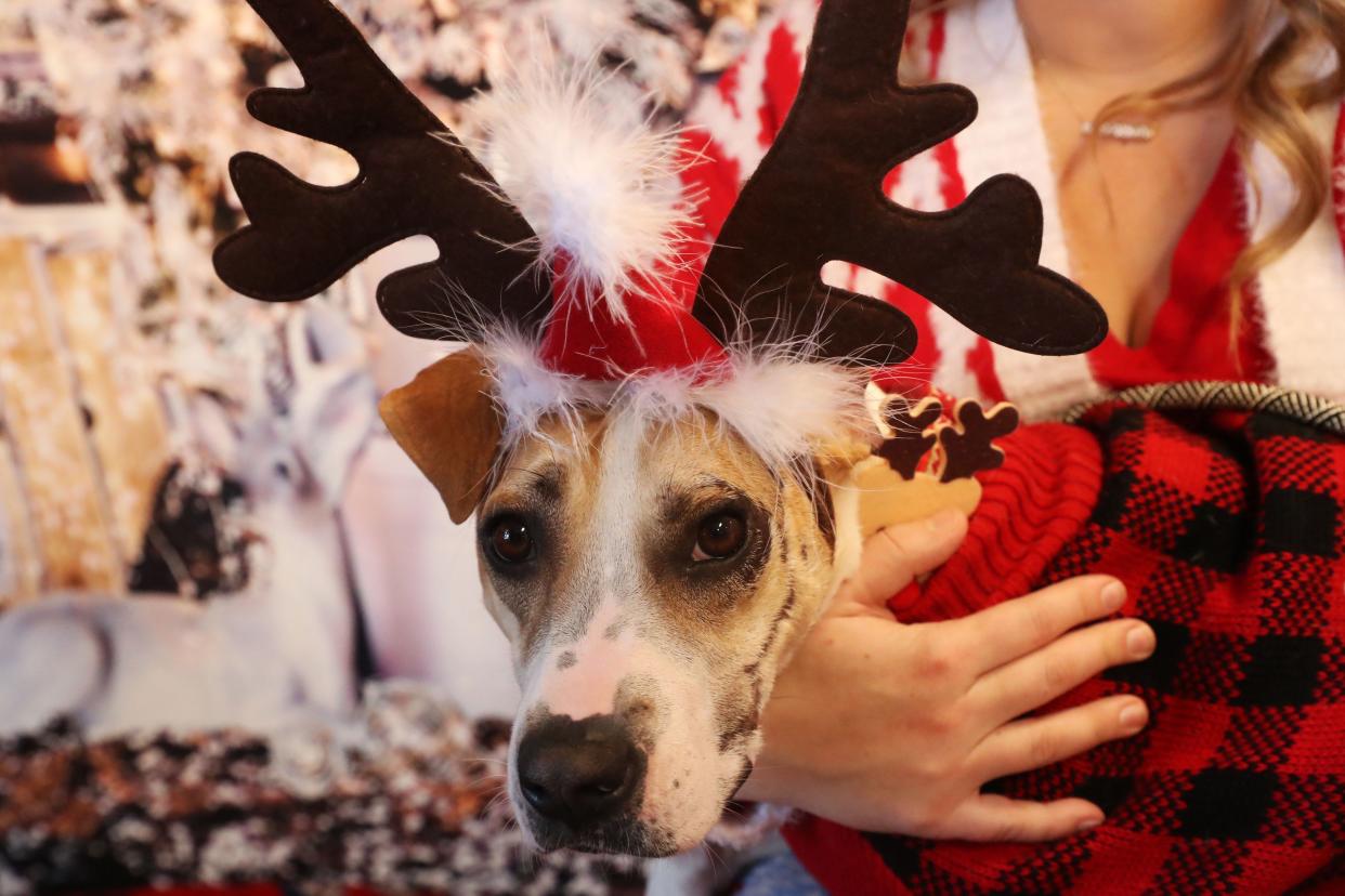 Riona, the dog set on fire by her owner a couple months ago has recovered and made her first appearance since the incident, decked out in Christmas attire at Hollywood Feed.