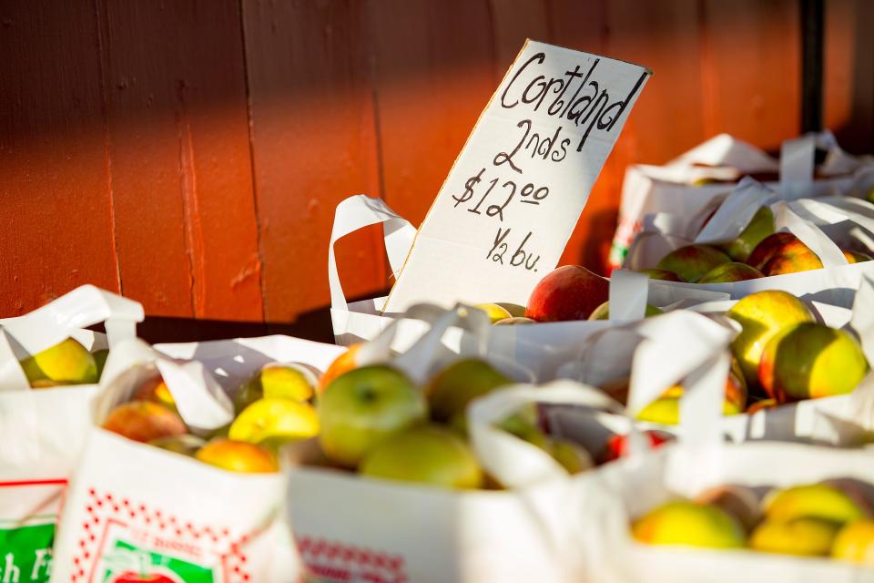 Apples fill bags at Fleming Orchard in Gays Mills. 