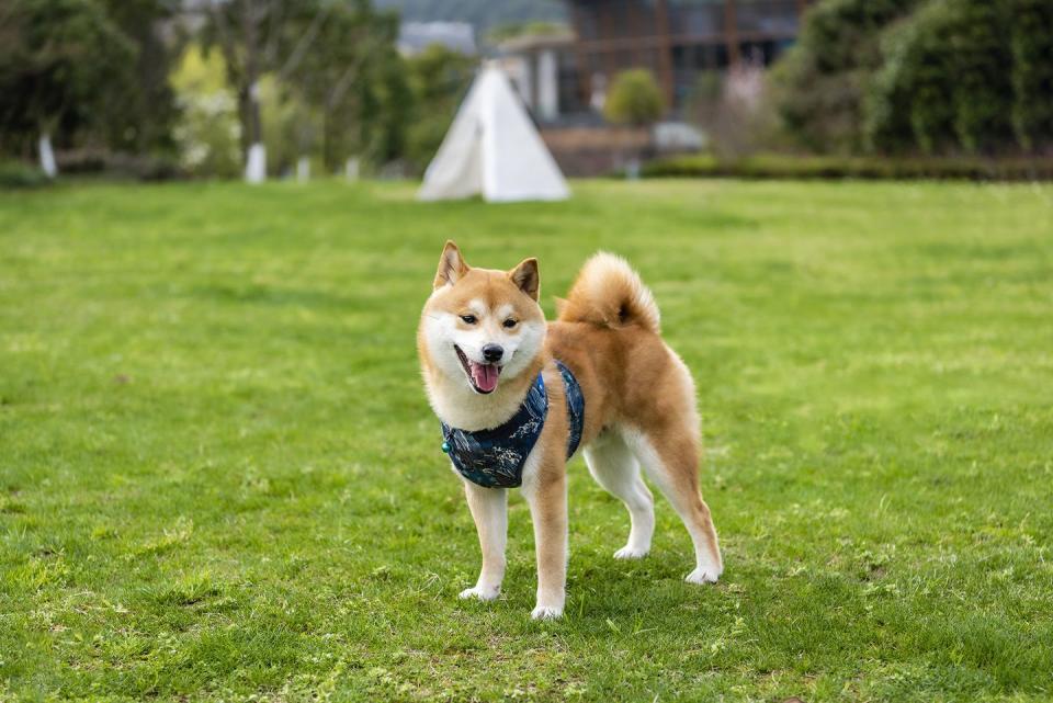 Shiba Inu