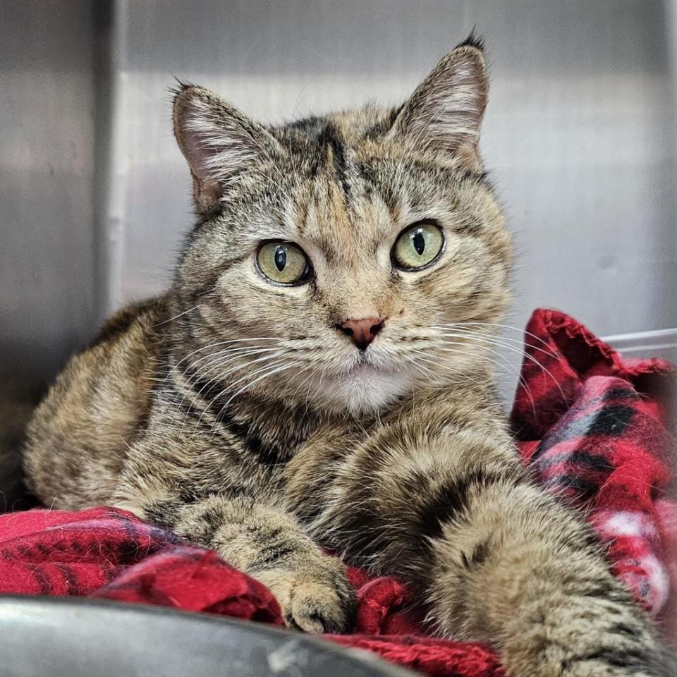 Abigail's beautiful coat features shades of medium brown and orange/red. She’s a little shy at first but becomes very affectionate and playful. She adores cuddling up with her human friends, especially if they have nice warm laps for her to snuggle in.