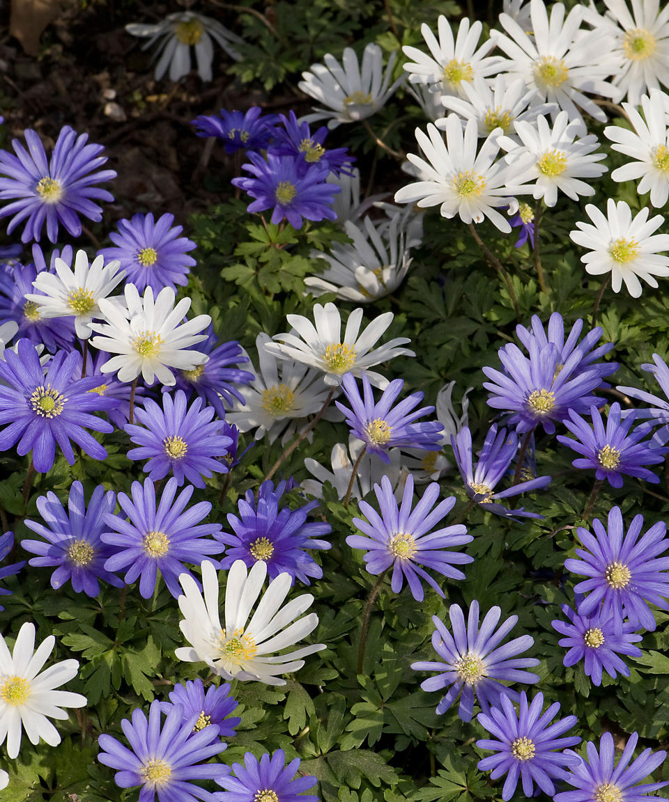 blue and white Anemone blanda flowers in spring