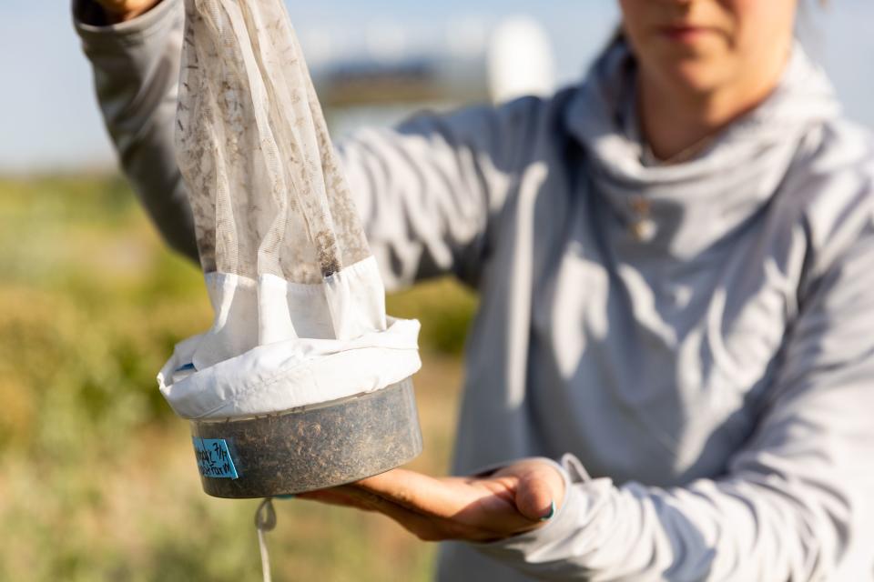 Angelena Todaro, a research intern with the Salt Lake Mosquito Abatement District, collects a mosquito trap in Salt Lake City on Tuesday, July 18, 2023. | Megan Nielsen, Deseret News