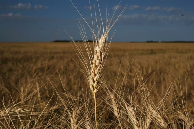 Spring wheat grows in a field before harvest near Brunkild, Man., last year. While 2020 was a decent one for Canadian grain crops, 2021 is shaping up to be a disaster. (Shannon VanRaes/Bloomberg - image credit)