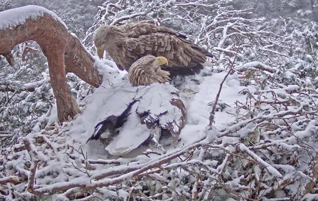 White tailed eagles