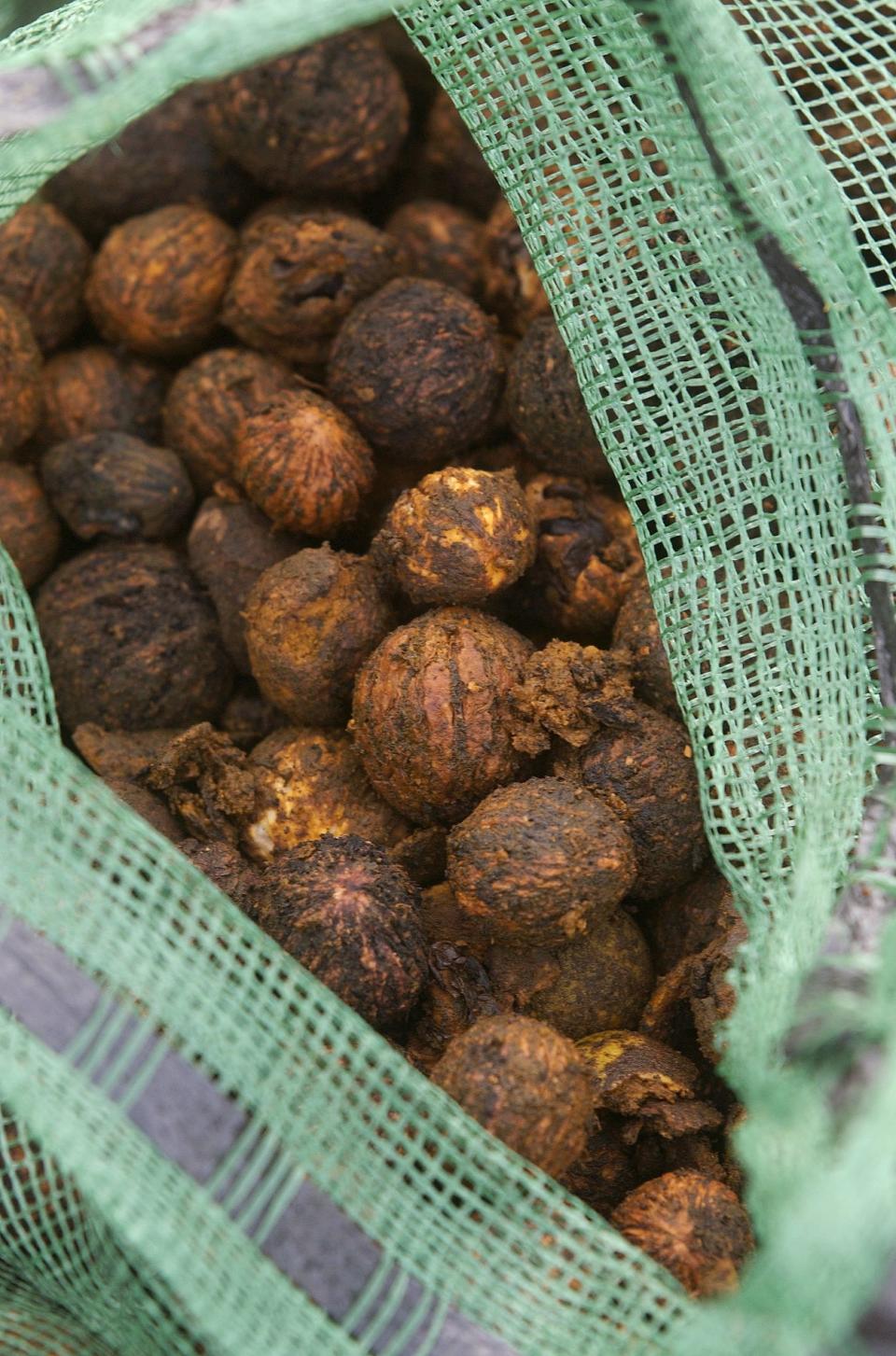 Black walnuts displayed in a News-Leader file photo.