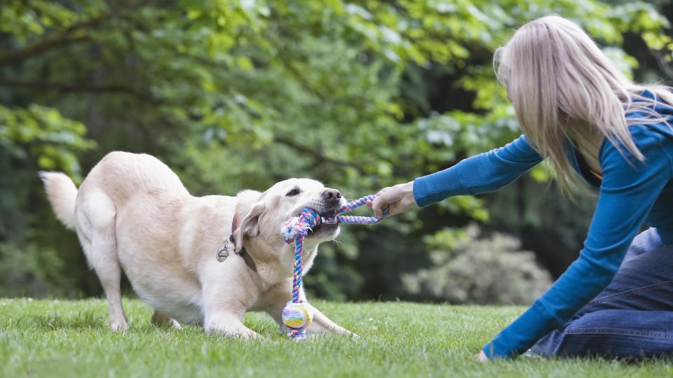 tug of war with dog and human