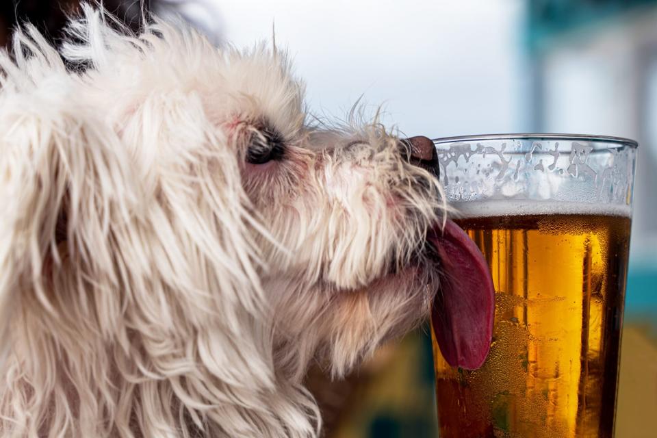 Small dog licks outside of frosty beer glass