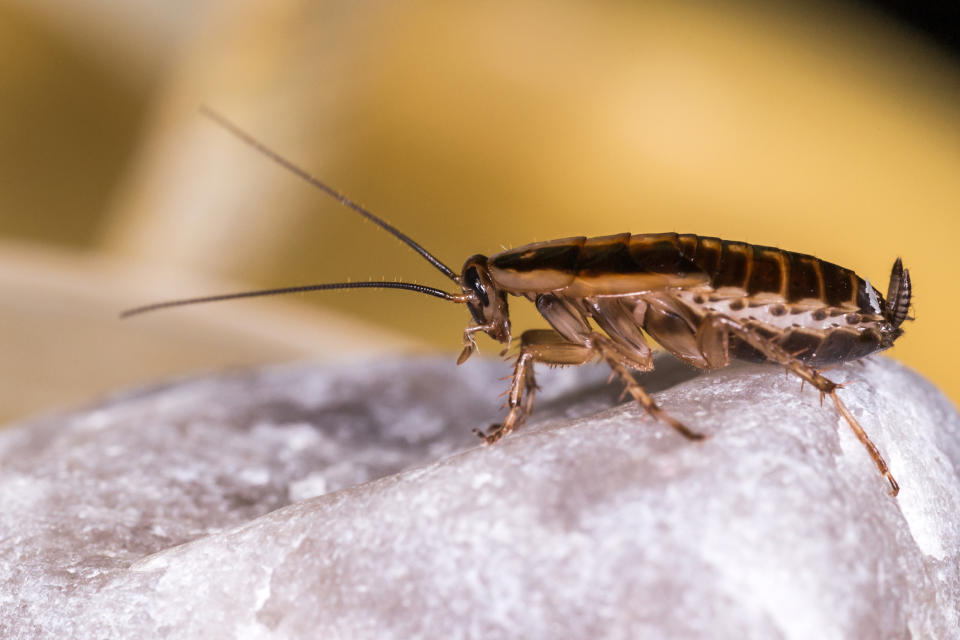 A vegan woman is looking for suggestions on how to kill German cockroaches in a humane way. Source: Getty/file