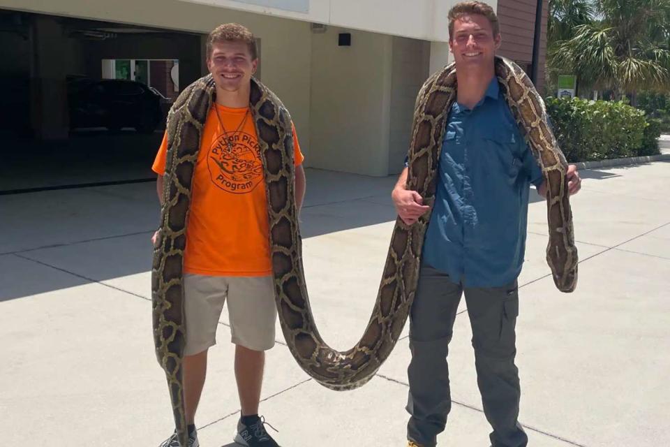 <p>conservancy</p> An image of the 19-foot python caught in Naples on July 10