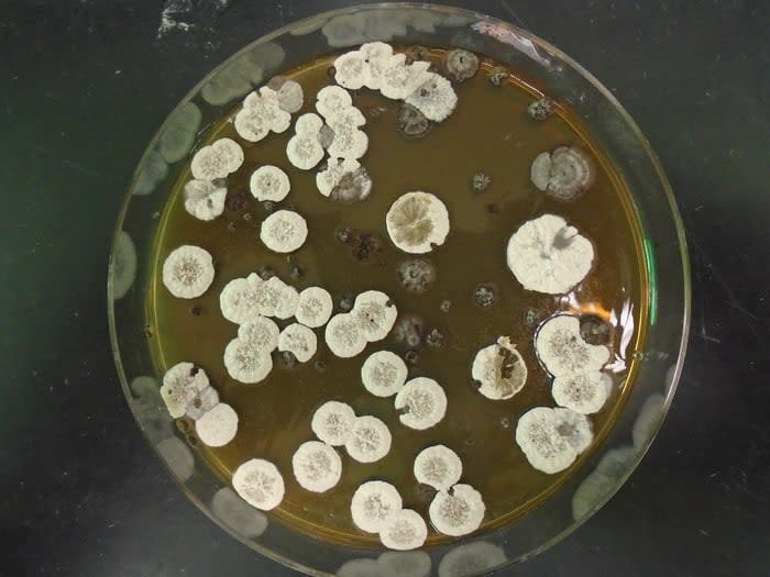 <div class="inline-image__caption"><p>The common bacteria streptomyces which makes molecules that have explosive properties.</p></div> <div class="inline-image__credit">Pablo Morales-Cruz</div>