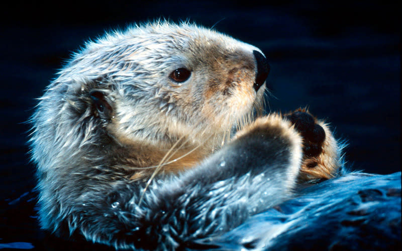 For one of the smallest mammals, the sea otter can live its entire life without ever leaving the water. Sea otters are considered keystone species in their ecosystems, because they actually influence their environments. For instance, they eat sea urchins, which eat kelp in great abundance. When the sea urchins’ populations are controlled by sea otters, vital kelp forests can flourish. © Kevin Schafer / WWF-Canon