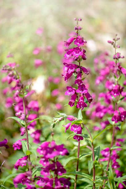 penstemon