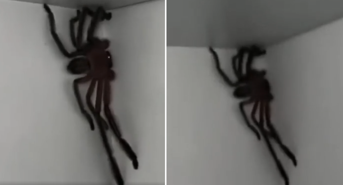 Woman finds massive huntsman spider at home in Queensland, Australia