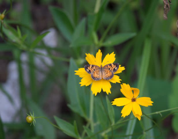 <p>CassieB03 / Getty Images</p> Pearl crescent butterfly on lanceleaf coreopsis