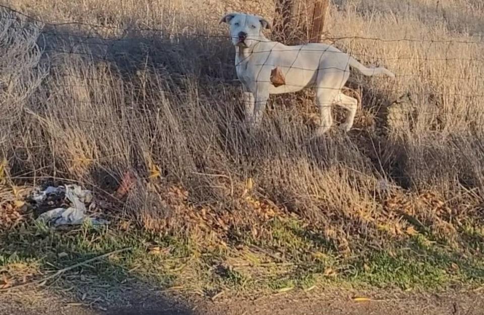 A pit bull is seen after a group of the three of the dogs charged a neighbor. They had previously been declared dangerous after neighbors were mauled. This dog was taken by Benton County Animal Control because it had jumped a fence and got stuck. The other two were allegedly hidden by the owners, leading to a search warrant.