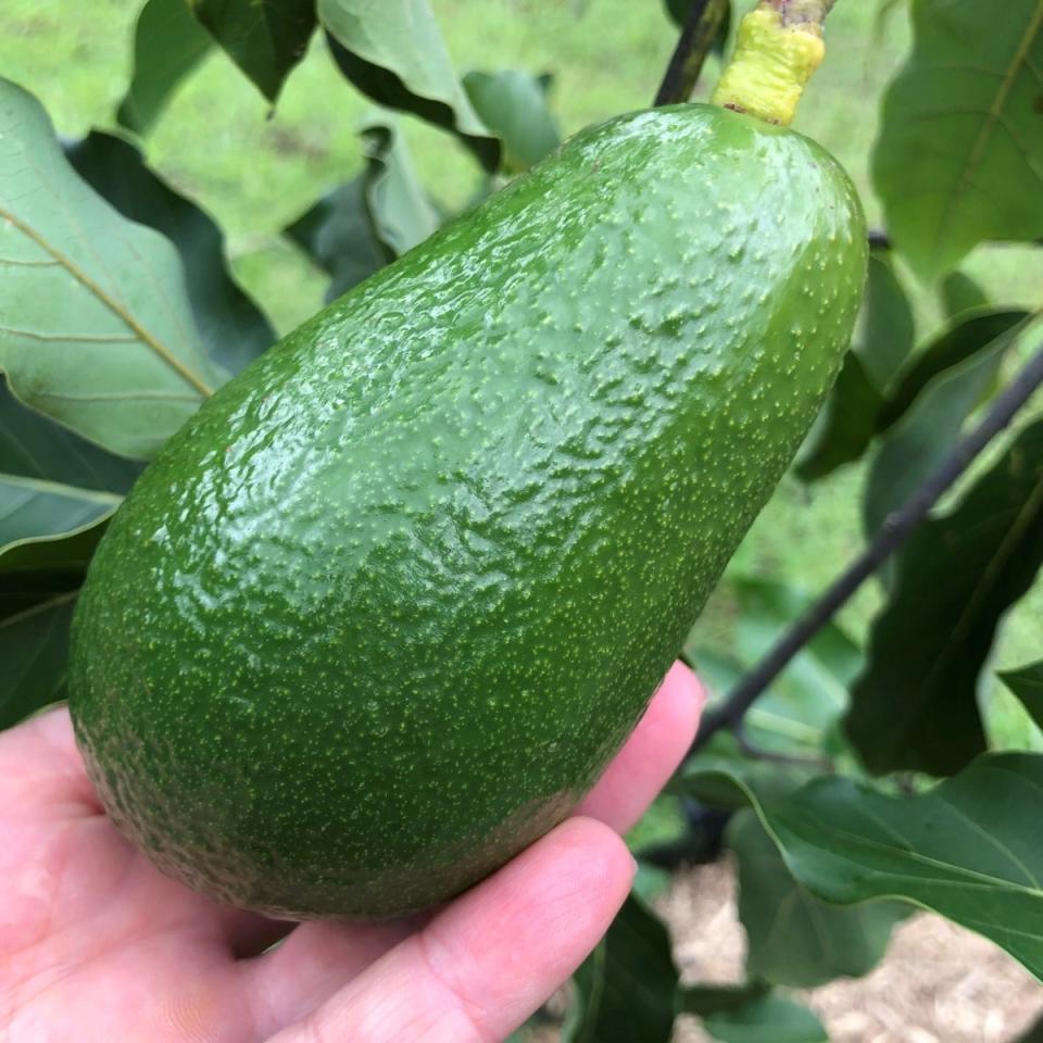 Wurz avocado held in a person's hand with foliage in the background.