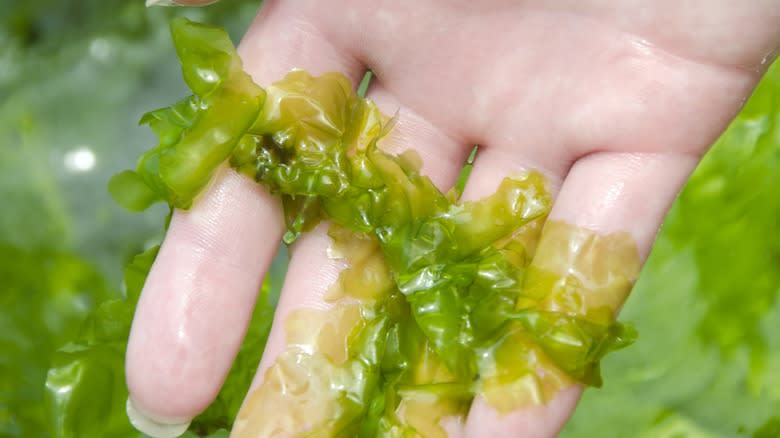 Close-up of a hand holding fresh sea lettuce 