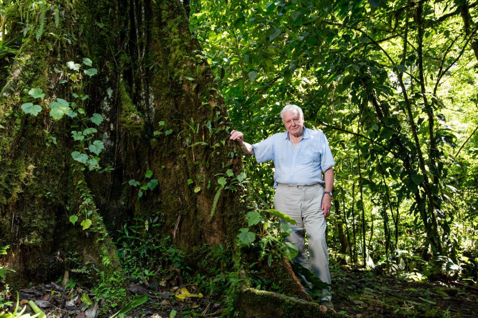 Programme Name: The Green Planet - TX: n/a - Episode: The Green Planet - Generics (No. n/a) - Picture Shows: Sir David Attenborough beside a giant rainforest tree. La Selva, Costa Rica.  Sir David Attenborough - (C) Paul Williams - Photographer: Paul Williams