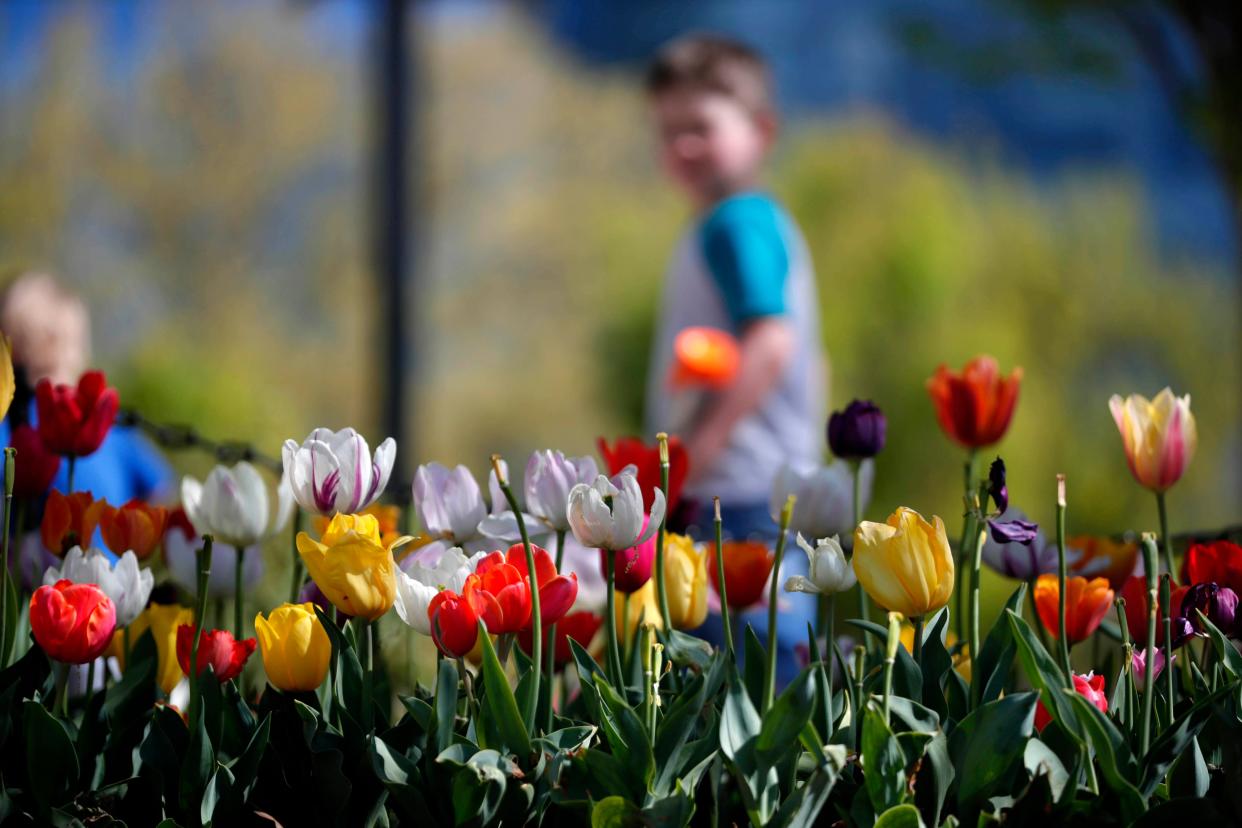A child walks past tulips during the first-ever Tulip Festival at the Myriad Botanical Gardens on Saturday, April 8, 2023. 