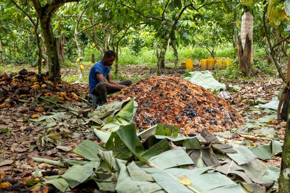 A worker arranges fermented cocoa beans for drying during a harvest at a farm in Kwabeng, Ghana.