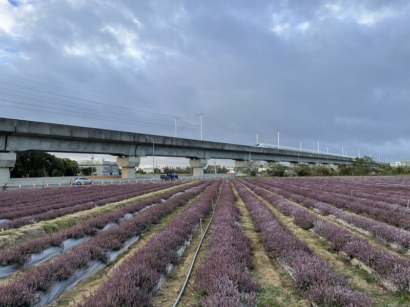 2020 桃園仙草花節