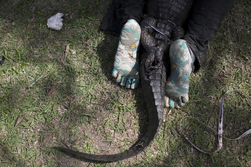 AP10ThingsToSee - In this Oct. 14, 2013 photo, ecology professor Ricardo Freitas, wearing camouflage barefoot sport shoes, sits on top of a broad-snouted caiman he captured to examine and then release back into the water channel in the affluent Recreio dos Bandeirantes suburb of Rio de Janeiro, Brazil. While a few caimans wander from the canal, sometimes getting hit by cars, Freitas said he is aware of only one other person attacked by a caiman, a fisherman who was superficially bitten after he stepped on one. (AP Photo/Felipe Dana, File)