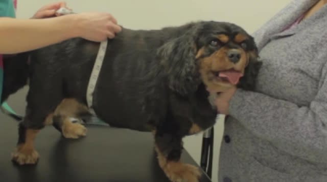 Morbidly obese dog becomes champion slimmer 