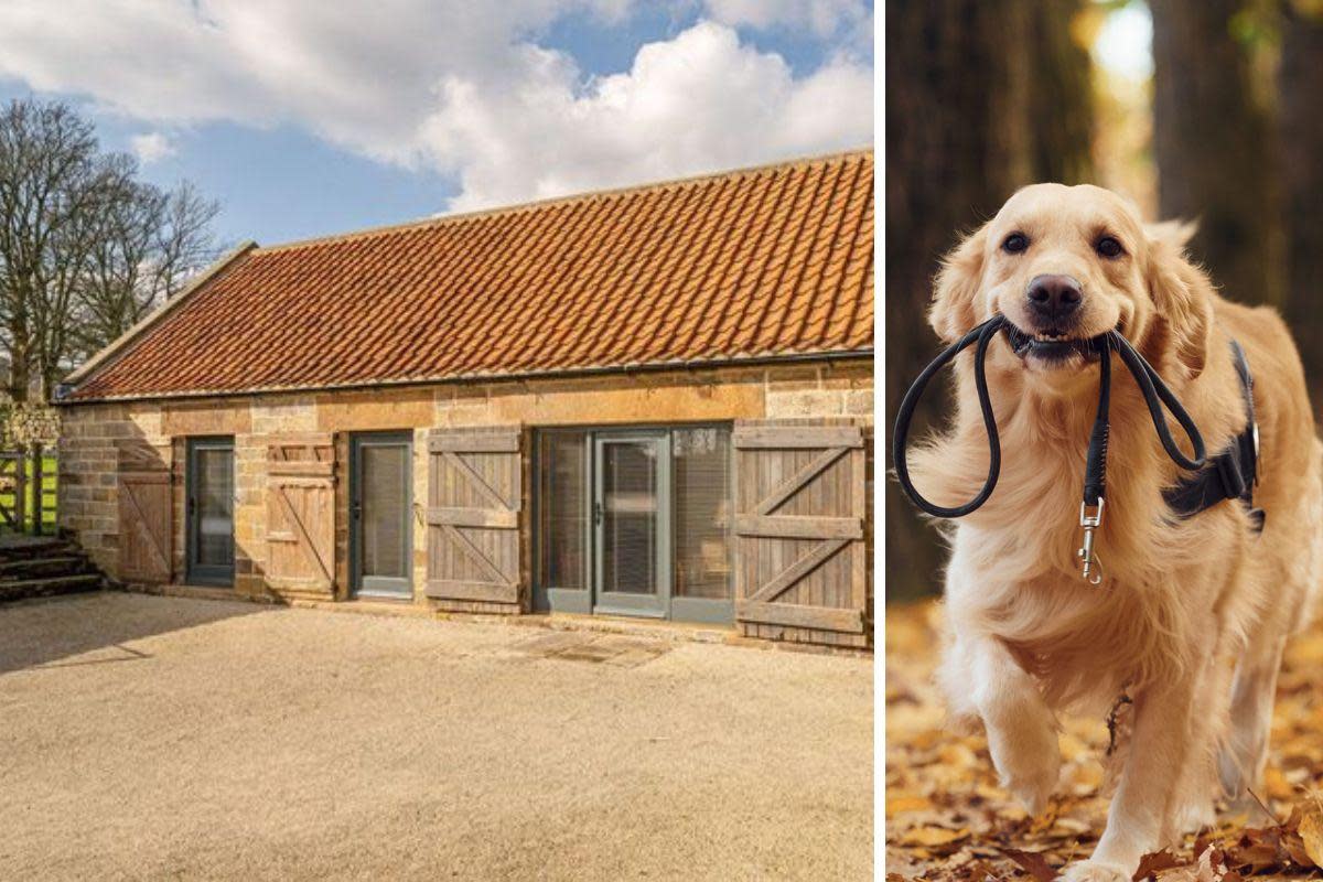 If you need a dog-friendly place to stay at for your next adventure in the North York Moors, this could be it <i>(Image: Canine Cottages/Getty)</i>