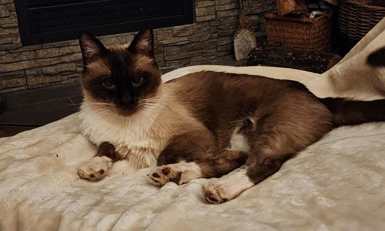 <span>Dundee the cat at home after reuniting with his owner.</span><span>Photograph: Courtesy of Susie Heffernan</span>