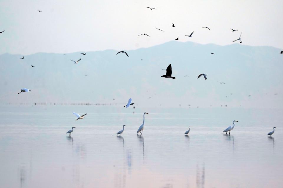 Birds take flight in the Salton Sea in a 2021 photo.