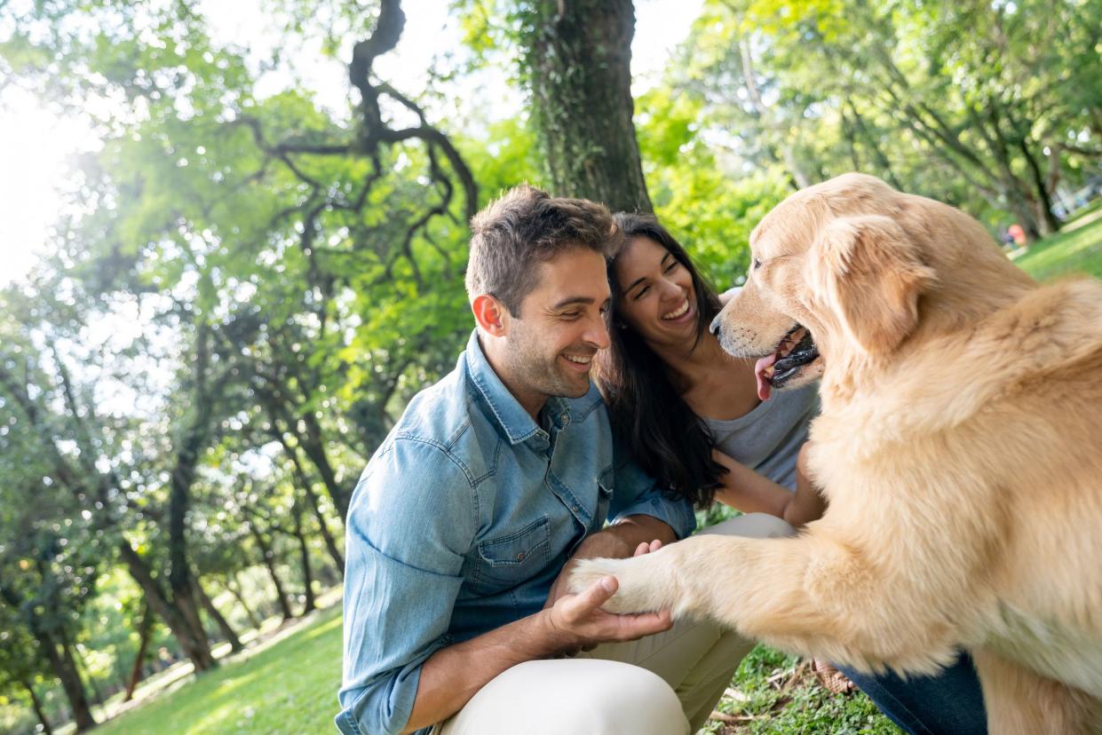 Golden retriever giving left paw to smiling man holding it with his wife smiling, both looking at the dog, with park, trees, and sunlight showing through the top left corner, in the background