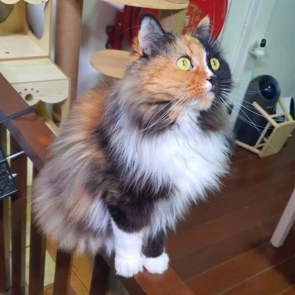 dog and cat cafes - catopia cafe 2