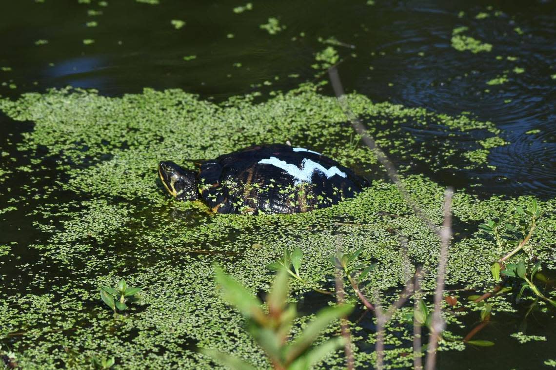 Friends of Cypress Wetlands if seeking information on who painted the shell of this turtle with “2024.”