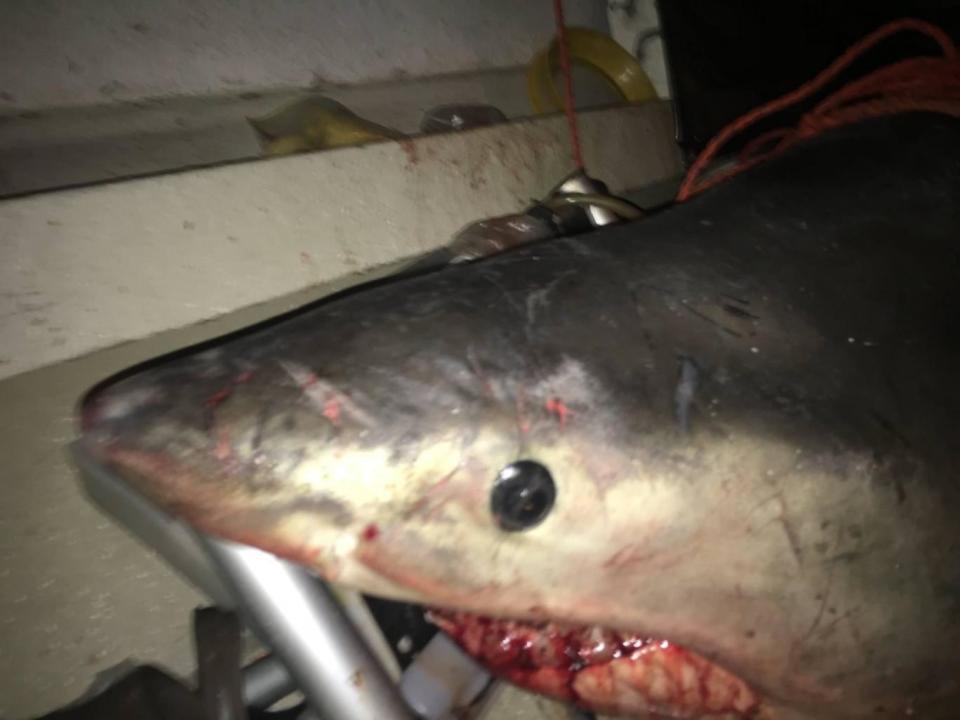 Coastguards left the fearsome shark on the boat after rescuing the fisherman (Marine Rescue New South Wales)