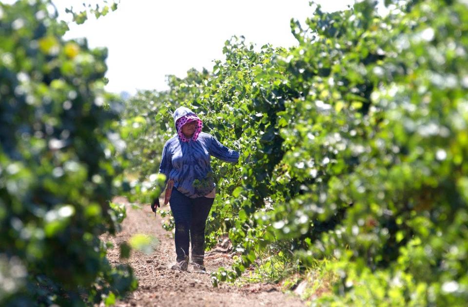 A farmworker trims grape vines in a vineyard in Clarksburg, Calif., on Aug. 17, 2016.