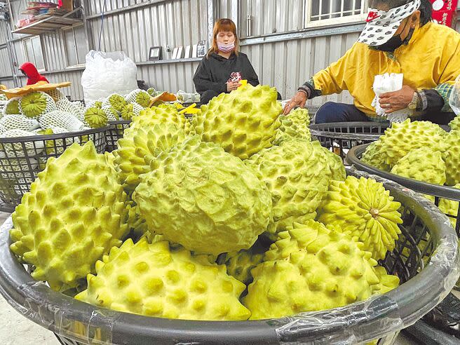 農委會去年分別針對鳳梨、釋迦及蓮霧各編列10億元預算補助。（本報資料照片）