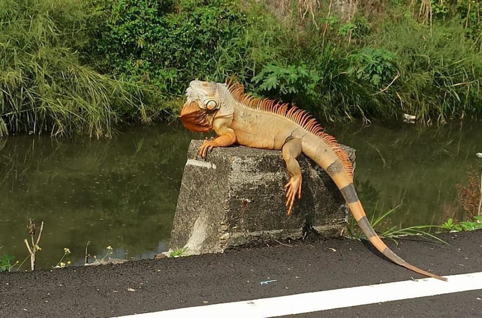 屏東路邊驚見超大隻「綠鬣蜥」，躺在路邊曬太陽。（翻攝自屏東縣萬丹鄉交流地臉書）